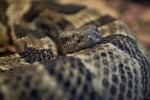 Timber Rattlesnake Close-Up