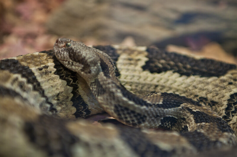 Timber Rattlesnake Detail