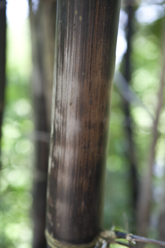 Timor Black Bamboo Detail