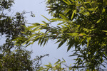 Timor Black Bamboo Leaves