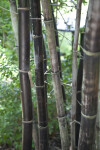 Timor Black Bamboo