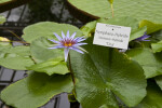 Tina Water Lily