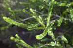 Tiny, Clustered Leaves