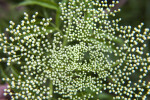 Tiny Elderberry Flower Buds