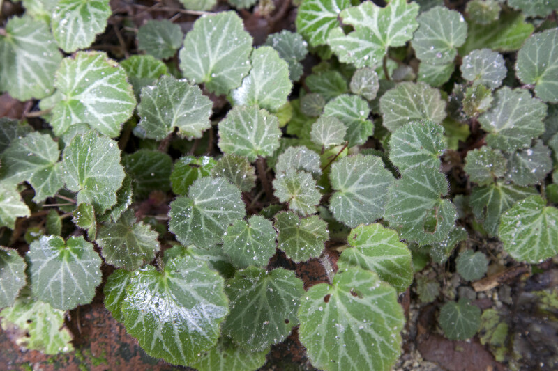 Tiny, Green, Broad Strawberry Begonia Leaves with Hairy Margins