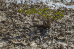 Tiny Mangrove Tree Growing in Dried Coral and Sand