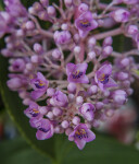 Tiny, Purple Flowers and Flower Buds