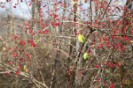 Tiny Red Berries on Branches of a Holly Tree