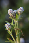 Tiny Succulent Flowers