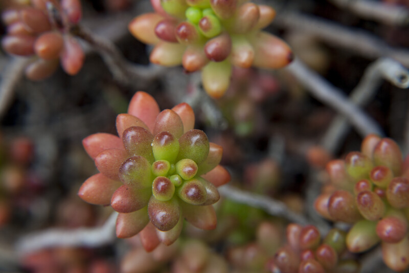 Tiny, Succulent Leaves with Pink, Green, and Purple Colors