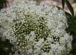 Tiny White Elderberry Flowers and Buds