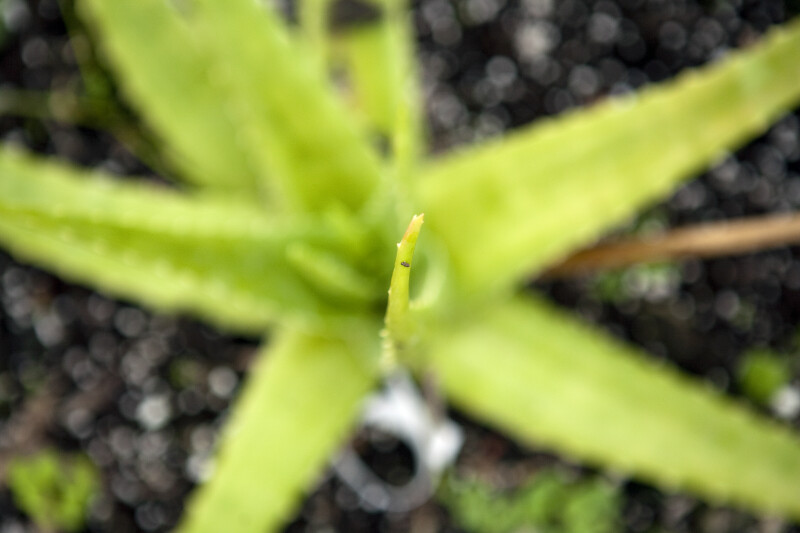 Tip of Aloe Leaf