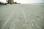 Tire tracks and Footprints on Beach