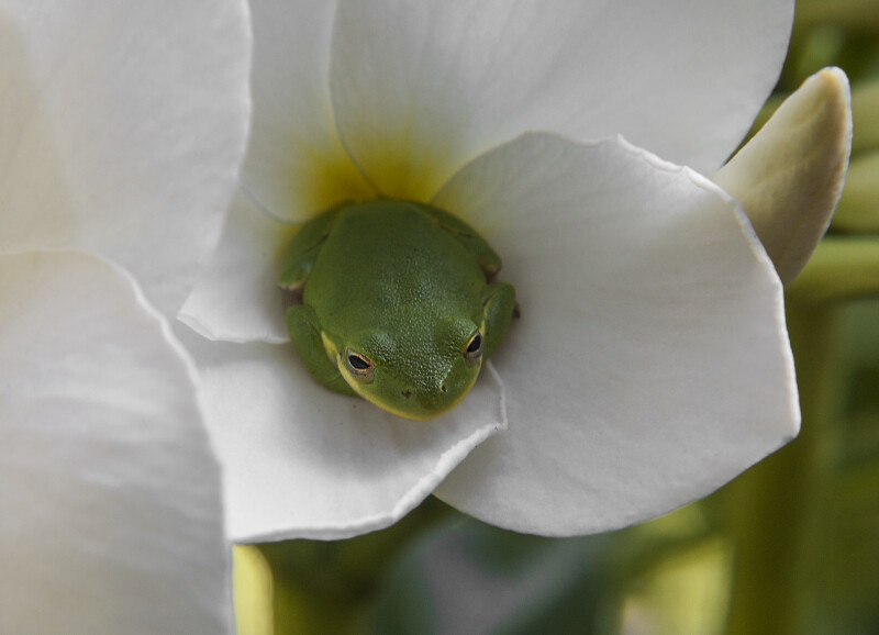 Toad in the Center of an Evergreen Plumeria Flower