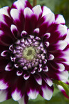 "Tomo"  Dahlia Circular Flower