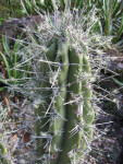 Toothpick Cactus Detail