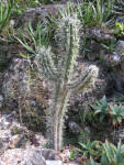 Toothpick Cactus