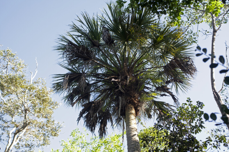 Top of a Cabbage Palm Tree