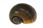 Top of a Florida Apple Snail Shell