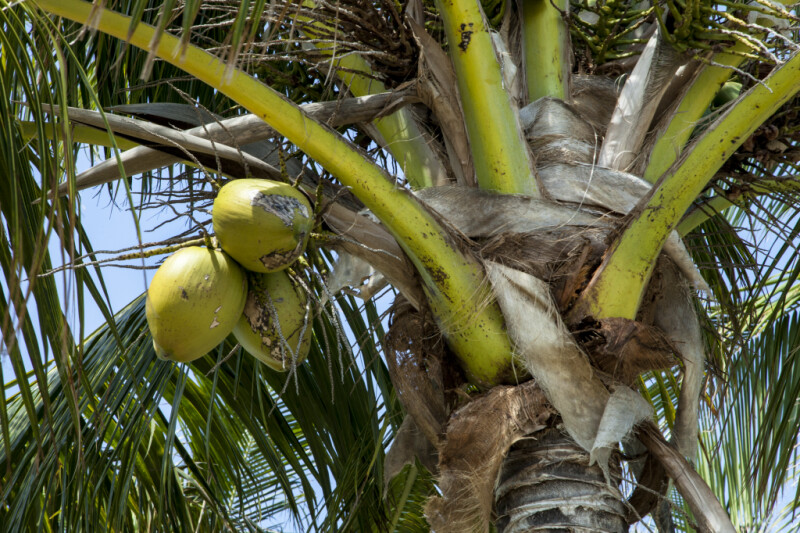 Top of a Fruiting Coconut Tree