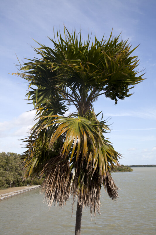 Top of a Palm Tree at the Flamingo Visitor Center of Everglades National Park