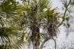 Top of a Sabal Palm Near the  Big Cypress Bend Boardwalk