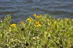 Top of a Sea Daisy Shrub