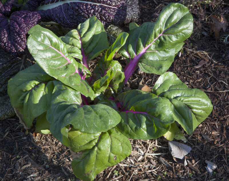 Top of a Swiss Chard Plant with Purple Stalks