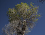 Top of a Tree along the Chihuanhuan Desert Trail of Big Bend National Park