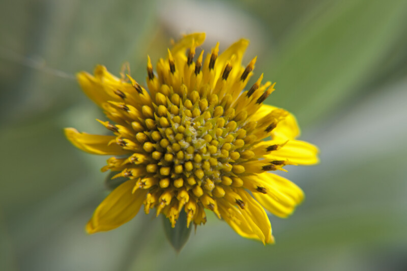 Top of a Yellow Flower