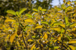 Top of Branches with Serrated Leaves