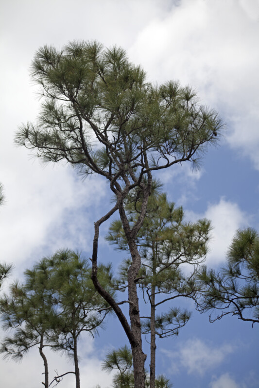 Top of Pine Trees