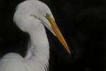 Top Right Side of Great Egret