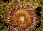 Top View of a Sea Anemone at The Florida Aquarium