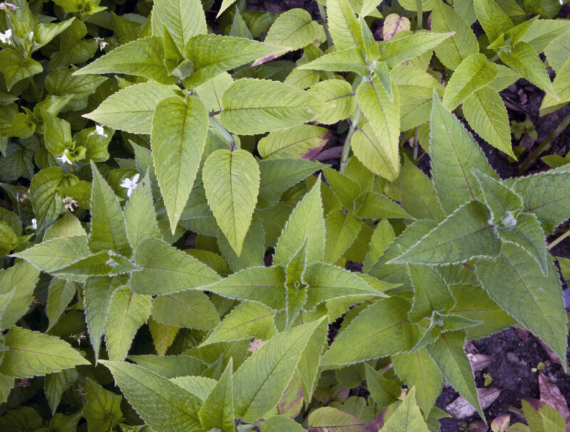 Top View of Beebalm Leaves