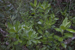 Top View of Fern Branches