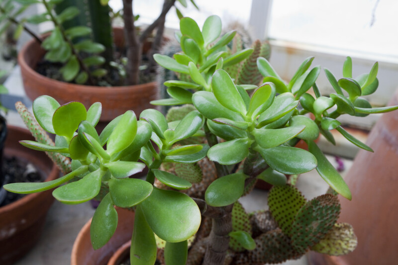 Top View of Jade Plant