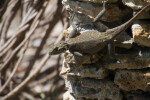 Top View of Rainbow Lizard