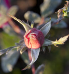 Top View of Rose Plant Flower Bud