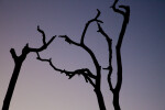 Tops of Branches at Dusk