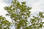 Tops of Mangroves