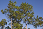 Tops of Pine Trees at the Big Cypress National Preserve