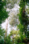 Tops of Trees Along the Fort Caroline Nature Trail