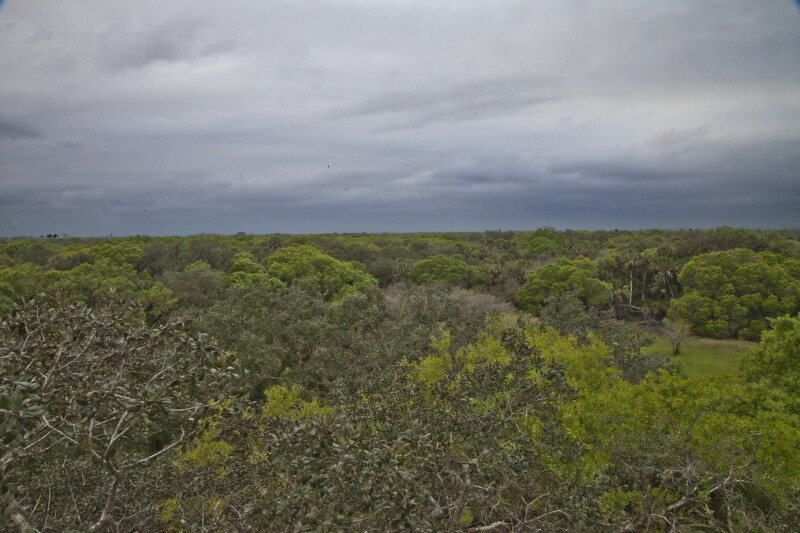 Tops of Trees and Dark Sky at Myakka River State Park