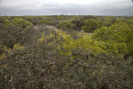 Tops of Trees at Myakka River State Park
