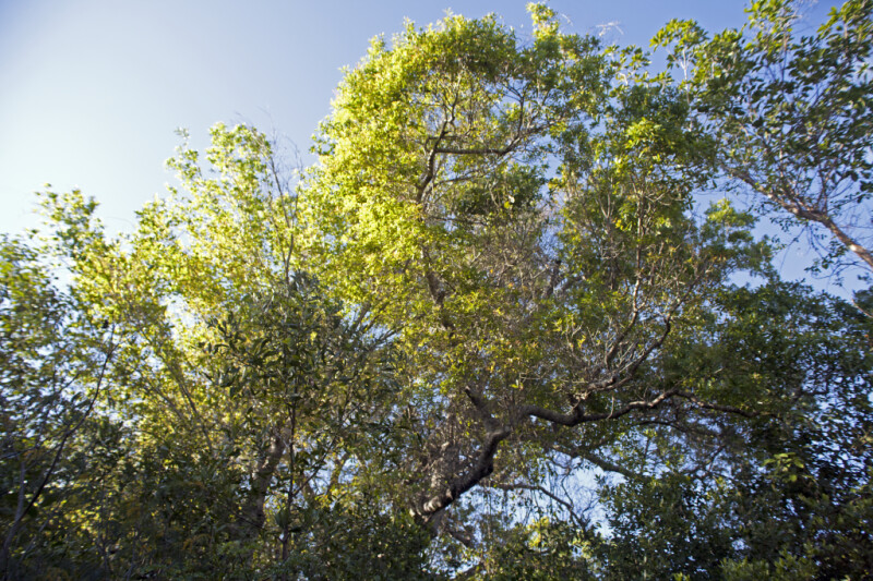 Tops of Trees at Tree Snail Hammock of Big Cypress National Preserve