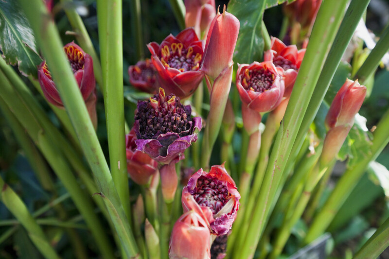 Torch Ginger Flowers