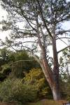 Torrey Pine near Shrubs