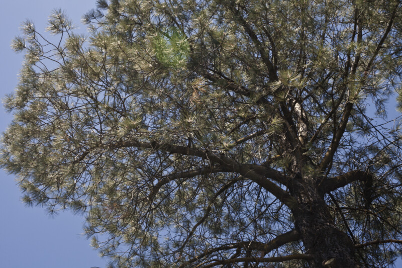 Torrey Pine Tree at the UC Davis Arboretum