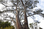 Torrey Pine